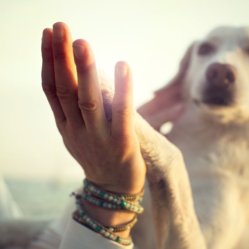 Nonverbal communication with a dog